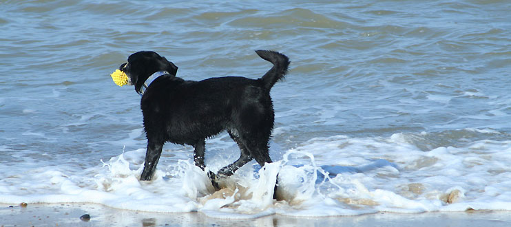 dh pet friendly top tips overlay 2014 GUEST POST: Family holidays – no dog left behind!