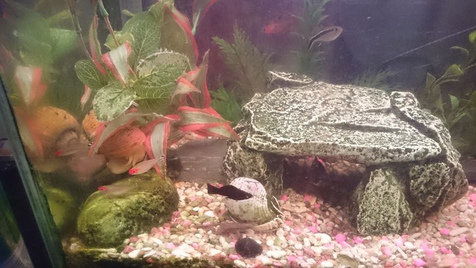 10731103_676535262461810_1464479680753602301_n