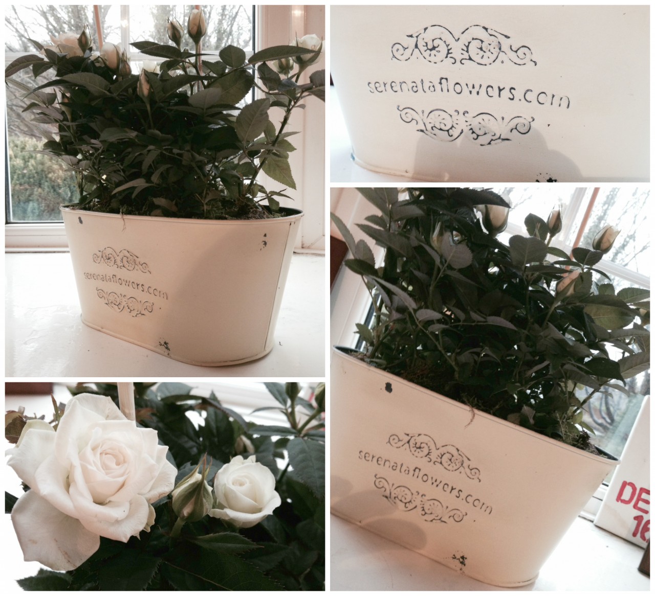 ser GIVEAWAY & REVIEW: Get Mothers Day sorted with Serenata Flowers (CD: 11/03/2015)