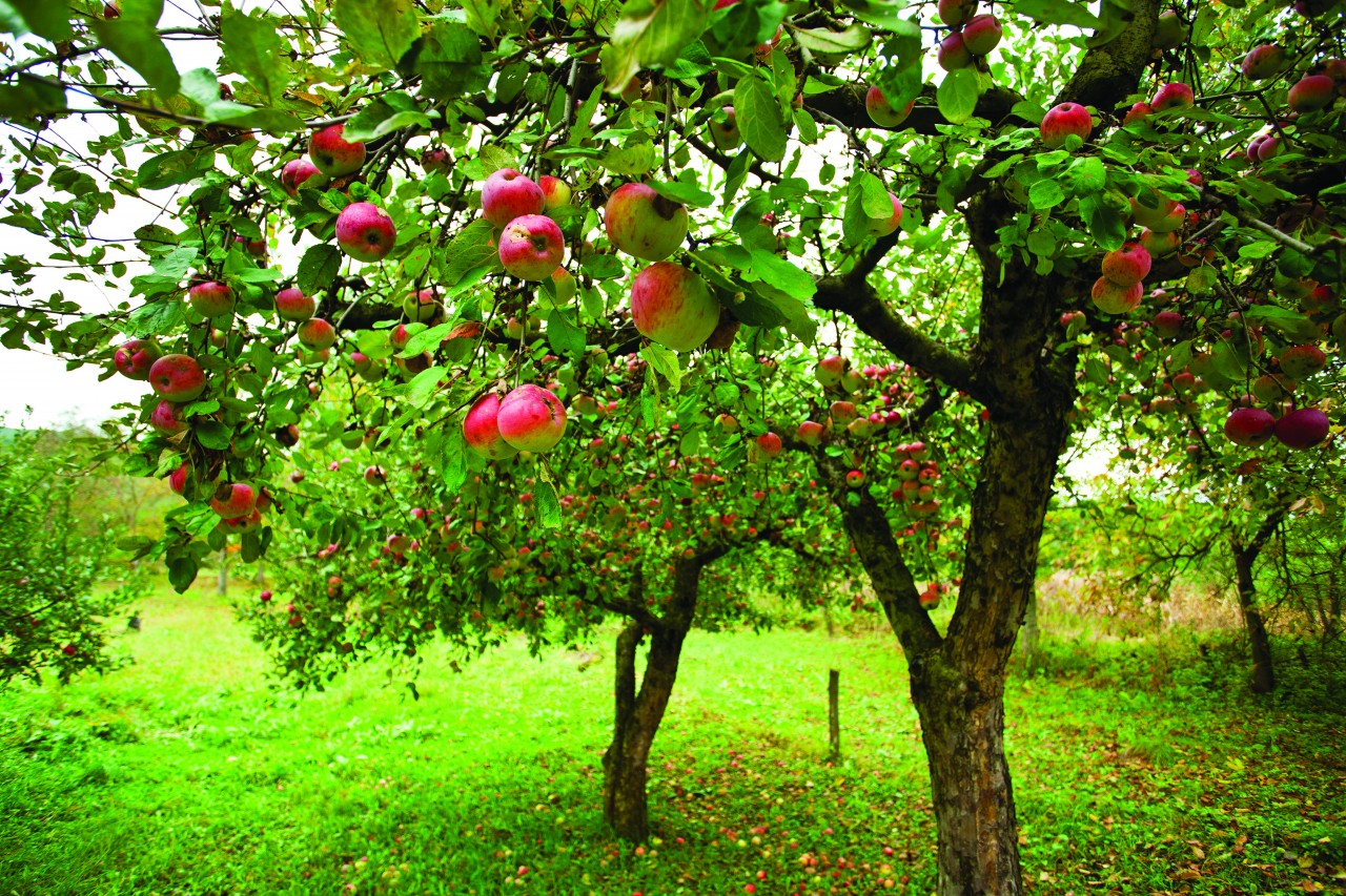 appletree-2