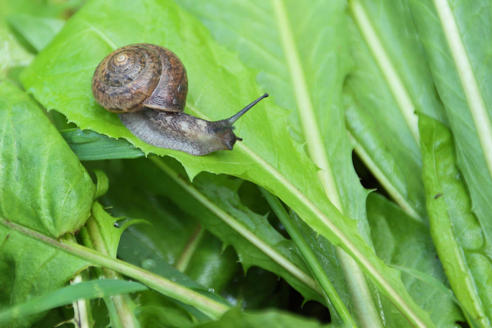 g-snail-slug-on-plant-th160910402